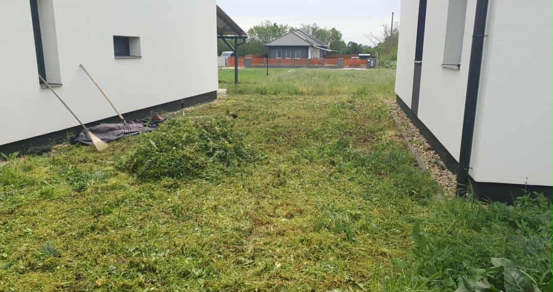Növényzettel benőtt, munkára váró terület két épület között