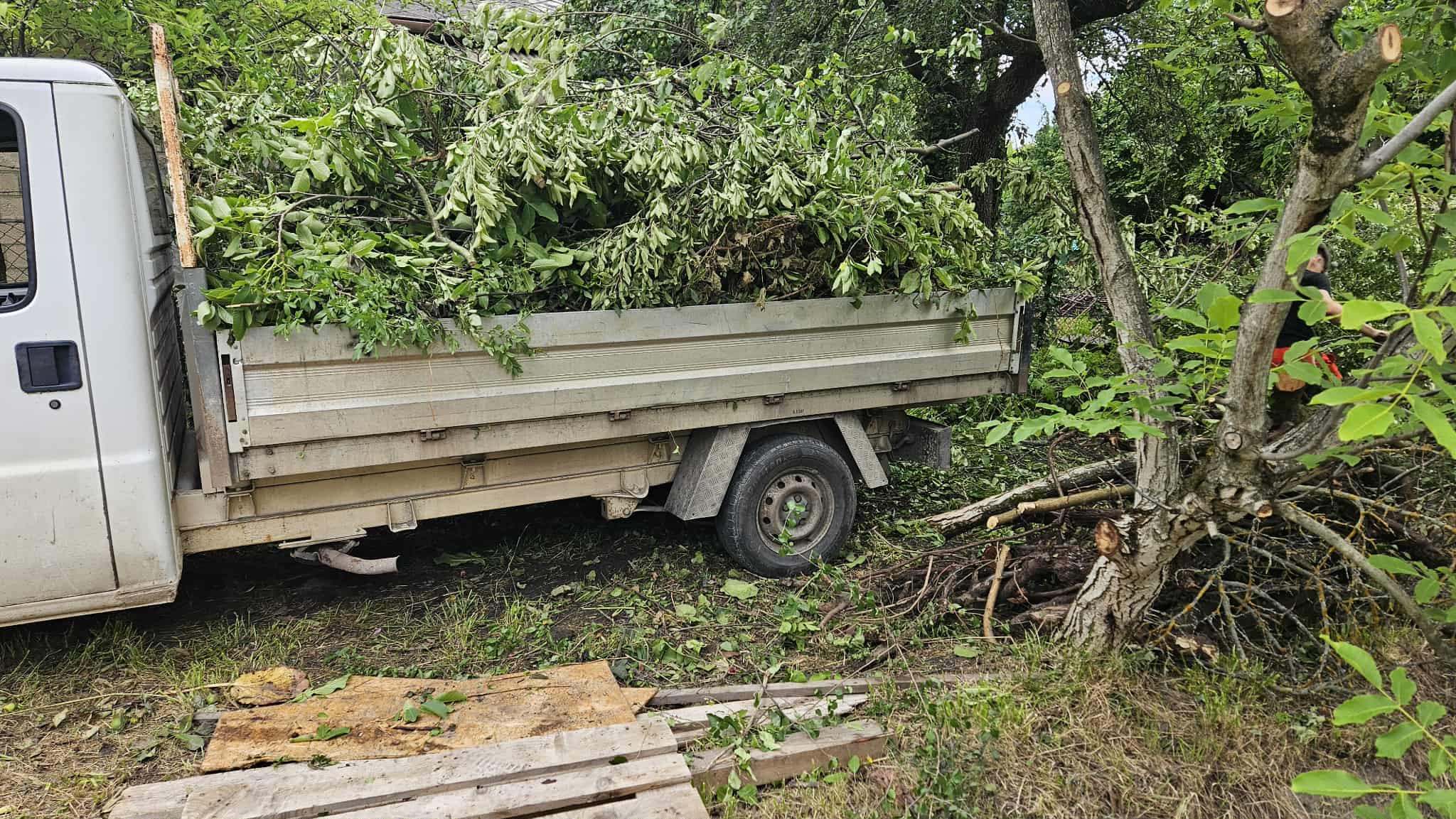 Teherautóra rakodott növényi anyag egy területtisztítási helyszínen